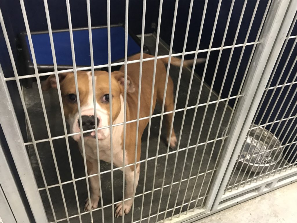 Why adopting a pet is good idea? Pet Happy Life