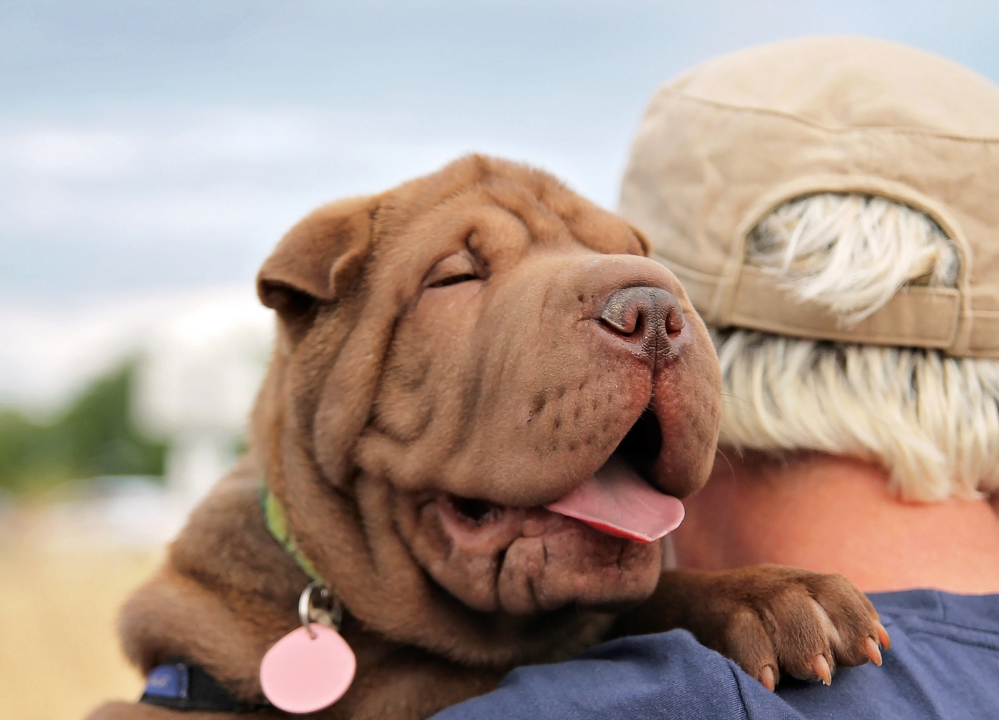 Dog Devotion: Shining Examples of Dog Loyalty - Pet Happy Life