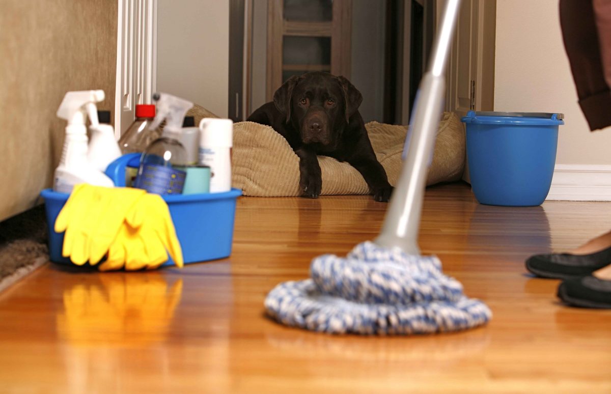 Get Pet Hair Off And Out Of Your Home Pet Happy Life